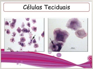 Células Teciduais
 