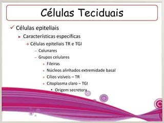 Células Teciduais
 Células epiteliais
► Características específicas
 Células epiteliais TR e TGI
– Colunares
– Grupos celulares
» Fileiras
» Núcleos alinhados extremidade basal
» Cílios visíveis – TR
» Citoplasma claro – TGI
• Origem secretora
 