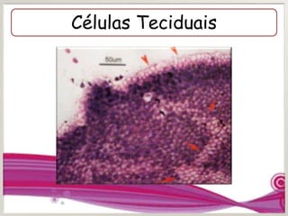 Células Teciduais
 