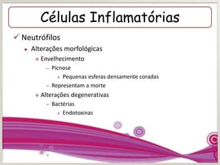 Células Inflamatórias
 Neutrófilos
► Alterações morfológicas
 Envelhecimento
– Picnose
» Pequenas esferas densamente coradas
– Representam a morte
 Alterações degenerativas
– Bactérias
» Endotoxinas
 