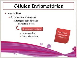 Células Inflamatórias
 Neutrófilos
► Alterações morfológicas
 Alterações degenerativas
– Hemostasia hidríca
» Inchaço nuclear
» Perdem lobulação
Degeneração hidrópica
 
