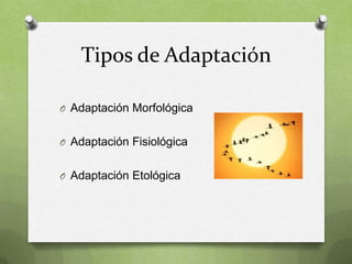 Tipos de Adaptación

O Adaptación Morfológica


O Adaptación Fisiológica


O Adaptación Etológica
 