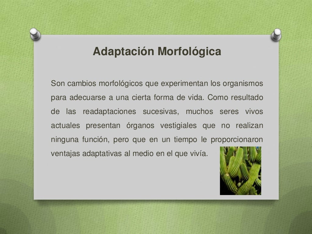 Tipos de adaptación