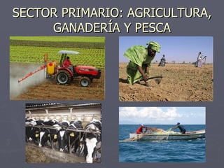 SECTOR PRIMARIO: AGRICULTURA, GANADERÍA Y PESCA 
