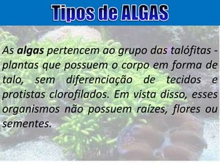 As algas pertencem ao grupo das talófitas plantas que possuem o corpo em forma de
talo, sem diferenciação de tecidos e
protistas clorofilados. Em vista disso, esses
organismos não possuem raízes, flores ou
sementes.

 