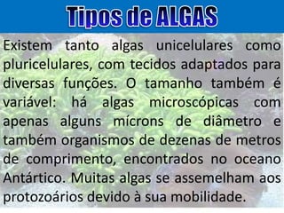 Existem tanto algas unicelulares como
pluricelulares, com tecidos adaptados para
diversas funções. O tamanho também é
variável: há algas microscópicas com
apenas alguns mícrons de diâmetro e
também organismos de dezenas de metros
de comprimento, encontrados no oceano
Antártico. Muitas algas se assemelham aos
protozoários devido à sua mobilidade.

 