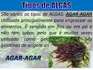 São vários os tipos de ALGAS: AGAR-AGAR
Utilizada principalmente para engrossar os
alimentos. É vendida em fios ou em pó e
não tem sabor, pelo que é muitas vezes
utilizada como gelatina (substitui as
gelatinas de origem animal).

 