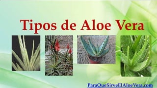 Tipos de Aloe Vera


         ParaQueSirveElAloeVera.com
 