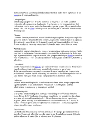 marinos muertos o agonizantes introduciéndose también en los peces capturados en las
redes que devoran desde dentro.

Crosopterigios:
Se trata de peces previstos de aletas carrozaza la mayoría de los cuales ya se han
extinguido salvo una especie el celacanto. El acelacanto en por consiguiente un fósil
viviente que vive en aguas profundas formando pequeños grupos. Llegan a medir algo
mas de 2 m. , son de color azulado y nadan lentamente por su territorio, alimentándose
de otros peces.

Dipnoos:
Llamados también pulmonados, se trata de extraños peces propio de regiones tropicales,
que viven en ríos y en zonas litorales someras, su principal característica es la capacidad
de respirar aire atmosférico, por lo que es frecuente verlos desplazándose por tierra
firmes , en charcas y terrenos pantanosos. Utilizan las aletas como si fueran patas.

Actinopterigios:
La principal características de estos peces es la presencia de radios, mas o menos rígidos
en el interior de las aletas. Muchas especies tienen también vejiga natatoria. Se incluye
aqui la gran mayoría de los peces actuales y los que presentan mayor interés económico
para el ser humano. Todos los actuales se reúnes en tres grupo: condrósteos, holósteos y
teleósteos.

Condrósteos:
Son los representantes más activos, que tienen todavía un cordón nervioso dorsal hueco.
La cola es heterocerca, es decir con uno de los lóbulos mayor que el otro.
Se incluyen aquí unas pocas especies entre que destacas los polipteros, de esqueleto
osificado que viven en los ríos africanos y los esturiones. Estos últimos pueden vivir en
agua de mar o en agua dulce, aunque siempre realizan la puesta en los ríos.

Holósteos:
En estos peces también persiste el cordón nervioso dorsal hueco aunque ya presenta
algunas vértebras óseas. Son animales pesados con el cuerpo grueso y aletas
relativamente pequeñas que se mueven con lentitud.

Elasmobranquios:
El esqueleto esta formado por un cartílago, careciendo por completo de elementos
óseos. Tienen de5a7 hendiduras branquiales, no cubiertas por un opérculo. La cola es
heterocerca (con dos lóbulos desiguales). Tienen fecundación interna y puede ser
ovíparos (ponen huevos), ovovivíparos (huevos desarrollado dentro de la madre) o
incluso vivíparos (paren crías vivas) la mayoría son marinos . Incluyen dos grandes
grupos: escualiformes y rayiformes.

Escualiforme:
Las hendiduras branquiales se disponen a los lados de l cuerpo que tienen aspecto de
torpedos. Comprende a los tiburones. La mayoría son depredadores aunque el tiburón
ballena, el mayor de todos ellos se alimenta solo de plancton.
 