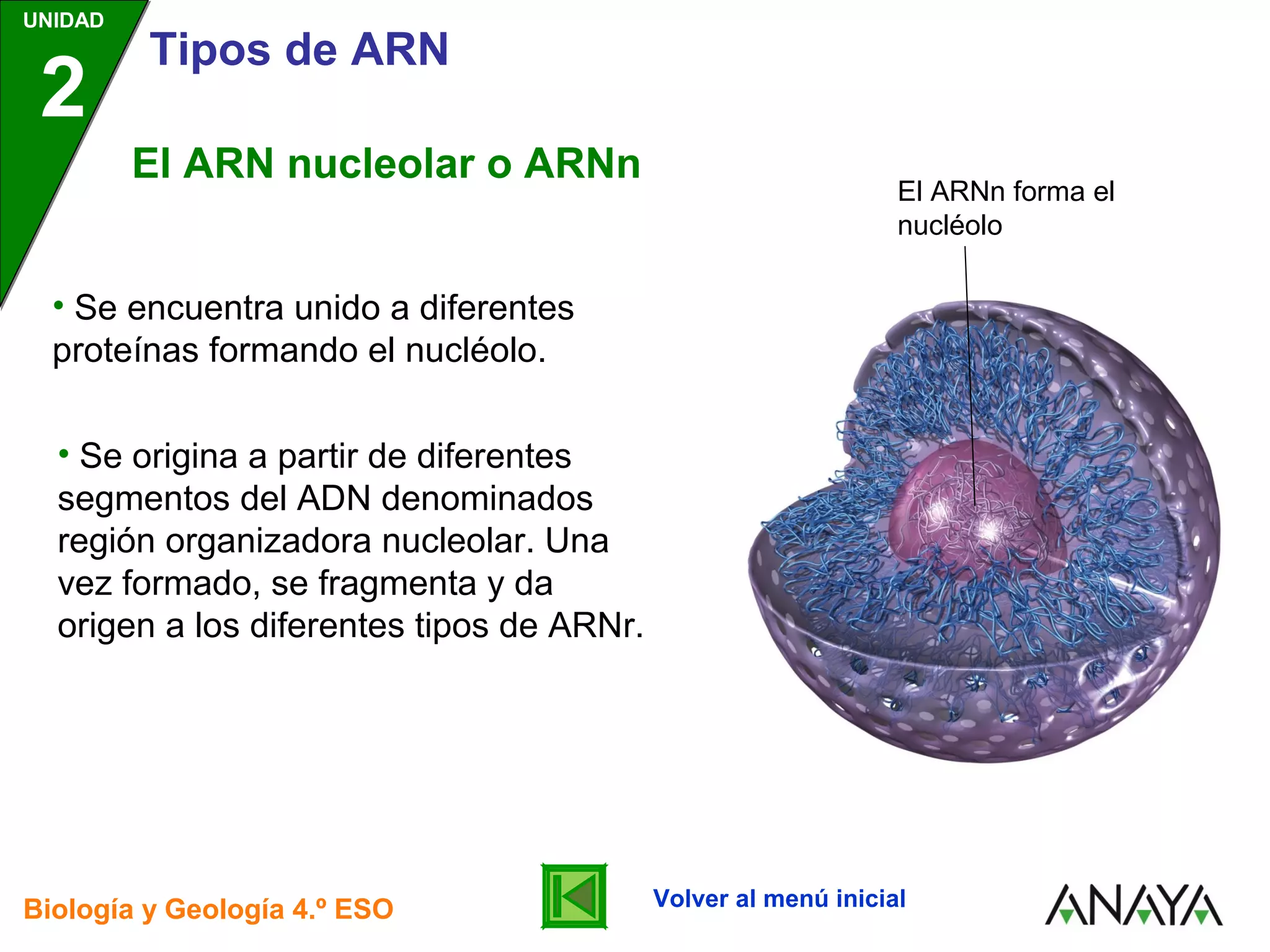 Tipos de ARN | PPT