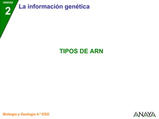 UNIDAD
         La información genética
 2


                              TIPOS DE ARN




Biología y Geología 4.º ESO
 