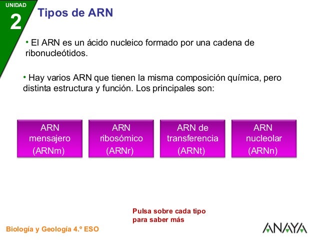 Tipos de ARN