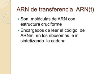 ARN de transferencia ARN(t)
Son moléculas de ARN con
estructura cruciforme
Encargados de leer el código de
ARNm en los ribosomas e ir
sintetizando la cadena