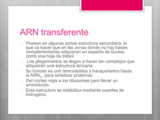 ARN transferente
 Poseen en algunas zonas estructura secundaria, lo
que va hacer que en las zonas donde no hay bases
complementarias adquieran un aspecto de bucles,
como una hoja de trébol.
 Los plegamientos se llegan a hacer tan complejos que
adquieren una estructura terciaria.
 Su función es unir aminoácidos y transportarlos hasta
el ARNm para sintetizar proteínas.
 Del núcleo viaja a los ribosomas para llevar un
aminoácido.
 Esta estructura se estabiliza mediante puentes de
hidrogeno.
 