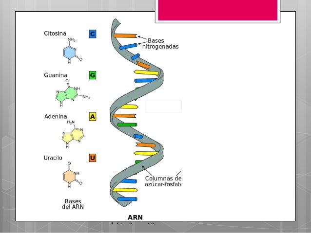 Resultado de imagen para ARN