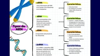 TIPOS DE ARN BM.pdfxxdddzdddddddddxfffrrrr | PDF