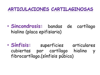 • Sincondrosis:

bandas
hialino (placa epifisiaria)

• Sínfisis:

de

cartílago

superficies
articulares
cubiertas por cartílago hialino y
fibrocartílago.(sínfisis púbica)

 