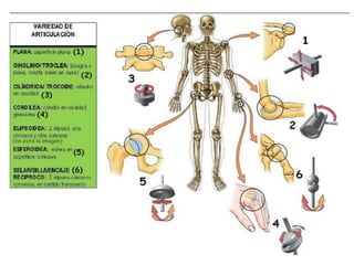Tipos de articulaciones