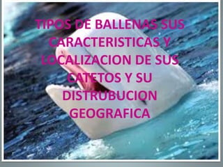 TIPOS DE BALLENAS
TIPOS DE BALLENAS SUS
CARACTERISTICAS Y
LOCALIZACION DE SUS
CATETOS Y SU
DISTRUBUCION
GEOGRAFICA
 