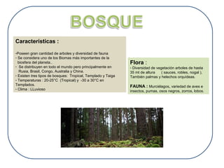 Características : 
-Poseen gran cantidad de arboles y diversidad de fauna 
- Se considera uno de los Biomas más importantes de la 
biosfera del planeta.. 
- Se distribuyen en todo el mundo pero principalmente en 
Rusia, Brasil, Congo, Australia y China. 
- Existen tres tipos de bosques: Tropical, Templado y Taiga 
- Temperaturas : 20-25°C (Tropical) y -30 a 30°C en 
Templados. 
- Clima : LLuvioso 
Flora : 
- Diversidad de vegetación arboles de hasta 
35 mt de altura ( sauces, robles, nogal ), 
También palmas y helechos orquídeas. 
FAUNA : Murciélagos, variedad de aves e 
insectos, pumas, osos negros, zorros, lobos. 
 