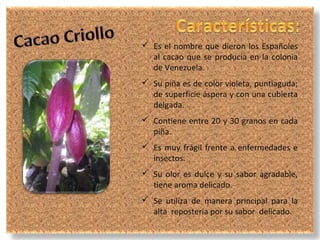  Es el nombre que dieron los Españoles
  al cacao que se producía en la colonia
  de Venezuela.
 Su piña es de color violeta, puntiaguda;
  de superficie áspera y con una cubierta
  delgada.
 Contiene entre 20 y 30 granos en cada
  piña.
 Es muy frágil frente a enfermedades e
  insectos.
 Su olor es dulce y su sabor agradable,
  tiene aroma delicado.
 Se utiliza de manera principal para la
  alta repostería por su sabor delicado.
 