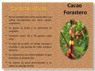 No es considerado como cacao fino y se
  utiliza mezclándolo con otros cacaos
  superiores.
 Su grano es ácido y su almendra es
  pequeña.
 Contiene entre 30 y 40 granos cada
  piña.
 El color de su piña es verde, naranja o
  amarilla y sus granos de color púrpura
  obscuro.
 Es resistente a las enfermedades lo que
  favorece su producción.
 Su aroma es poco pronunciado y su
  sabor es amargo fuerte.
 