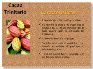  Es un híbrido entre criollo y forastero.
 Su nombre se debe a los cruces que se
  hicieron en la isla de Trinidad, donde
  hace cuatro siglos lo cultivaban los
  Españoles.
 Es muy resistente a las plagas.
 Su piña tiene colores múltiples y su
  tamaño es variado, al igual que su
  número de granos.
 Tiene un aroma fuerte, afrutado, con
  un delicado sabor amargo.
 