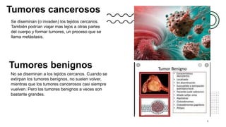 Tumores cancerosos
Se diseminan (o invaden) los tejidos cercanos.
También podrían viajar mas lejos a otras partes
del cuerpo y formar tumores, un proceso que se
llama metástasis.
4
Tumores benignos
No se diseminan a los tejidos cercanos. Cuando se
extirpan los tumores benignos, no suelen volver,
mientras que los tumores cancerosos casi siempre
vuelven. Pero los tumores benignos a veces son
bastante grandes.
 
