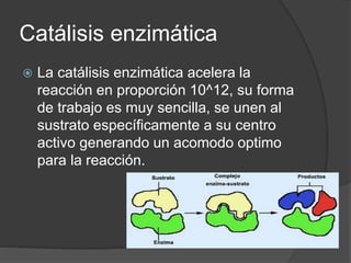 Catálisis enzimática
 La catálisis enzimática acelera la
reacción en proporción 10^12, su forma
de trabajo es muy sencilla, se unen al
sustrato específicamente a su centro
activo generando un acomodo optimo
para la reacción.
 