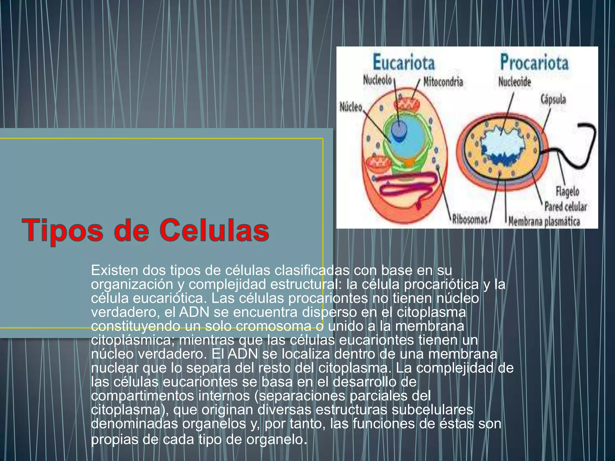 Tipos de celulas | PPTX