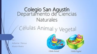 Colegio San Agustín
Departamento de Ciencias
Naturales
Por :
Adhemar Pieroux
Aharon Rivera
 