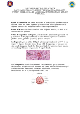 UNIVERSIDAD CENTRAL DEL ECUADOR
FACULTAD DE FILOSOFÍA, LETRAS Y CIENCIAS DE LA EDUCACIÓN
CARRERA DE PEDAGOGÍA DE LAS CIENCIAS EXPERIMENTALES, QUÍMICA
Y BIOLOGÍA
Células de Langerhans: son células procedentes de la médula ósea que migran hasta la
epidermis, tienen una función fagocitaria y se dice que son también presentadoras de
antígenos a los linfocitos participando en reacciones de hipersensibilidad.
Células de Merkel: son células que actúan como receptores del tacto y se sitúan en las
capas básales de la epidermis.
Células de las glándulas sudoríparas, están distribuidas prácticamente por toda la piel
y se clasifican en dos grupos en función de como eliminan su producto de secreción:
glándulas ecrinas, glándulas apocrinas y glándulas sebáceas.
Los Hepatocitos, son las células del hígado y forman aproximadamente el 80 % de este
órgano. Se disponen formando láminas de una célula de espesor que se unen unas con
otras a modo de esponja. Cuando hay daños en el hígado los hepatocitos tienen una gran
capacidad de proliferación y regeneración de la parte dañada.
La Célula parietal, secreta ácido clorhídrico y factor intrínseco, por lo que su mal
funcionamiento provoca numerosas patologías. Las células parietales se caracterizan por
contener abundantes mitocondrias, canalículos intracelulares y un sistema
tubulovesicular rico en ATPasa dependiente de H+ y K+.
 