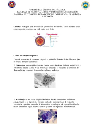 UNIVERSIDAD CENTRAL DEL ECUADOR
FACULTAD DE FILOSOFÍA, LETRAS Y CIENCIAS DE LA EDUCACIÓN
CARRERA DE PEDAGOGÍA DE LAS CIENCIAS EXPERIMENTALES, QUÍMICA
Y BIOLOGÍA
Gametos: participan en la fecundación y formación del embrión. En los hombres es el
espermatozoide, mientras que en la mujer es el óvulo.
Células en el tejido conjuntivo
Para unir y mantener la estructura corporal es necesario disponer de los diferentes tipos
de células del tejido conjuntivo:
El Fibroblasto, es una célula dinámica, la cual ejerce funciones tisulares a nivel local y
del sistema inmune, dentro de sus principales funciones se encuentra la formación de
fibras del tejido conectivo denominadas colágeno y elastina.
El Macrófago, es una célula de gran dimensión. Es rico en lisosomas destinados
principalmente a la fagocitosis. Secretan moléculas que amplifican la respuesta
inmunitaria específica, controlan la inflamación, contribuyen a la reparación del daño
tisular eliminando tejido muerto y dañado y asisten en el proceso de restauración.
 