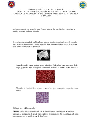 UNIVERSIDAD CENTRAL DEL ECUADOR
FACULTAD DE FILOSOFÍA, LETRAS Y CIENCIAS DE LA EDUCACIÓN
CARRERA DE PEDAGOGÍA DE LAS CIENCIAS EXPERIMENTALES, QUÍMICA
Y BIOLOGÍA
del mantenimiento de la matriz ósea. Poseen la capacidad de sintetizar y resorber la
matriz, al menos en forma limitada.
Osteoclasto, es una célula multinucleada de gran tamaño, cuya función es de resorción
ósea. Cuando el osteoclasto está en actividad, descansa directamente sobre la superficie
ósea donde se producirá la resorción.
Hematíes, se les puede conocer como eritrocitos. Es la célula más importante de la
sangre y permite llevar el oxígeno a las células y extraer el dióxido de los pulmones.
Plaquetas o tromobocitos, ayudan a reparar los vasos sanguíneos para evitar perder
sangre.
Células en el tejido muscular
Miocito, célula básica especializada en la contracción de los músculos. Constituye
después de las neuronas la célula más excitable del organismo. Su poder funcional recae
en una estructura conocida como la Sarcómera.
 