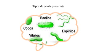 Tipos de celulas eucariota y procariota | PPTX