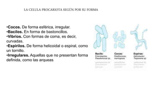 Tipos de celulas eucariota y procariota | PPTX