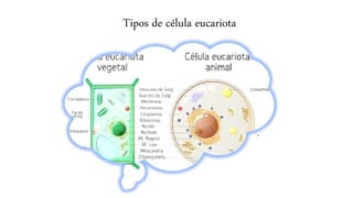 Tipos de celulas eucariota y procariota | PPTX