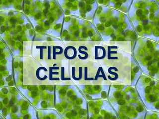 TIPOS DE
CÉLULAS
 