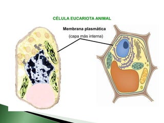Membrana plasmática
(capa más interna)
CÉLULA EUCARIOTA ANIMAL
 