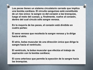 Los peces tienen un sistema circulatorio cerrado que implica
una bomba cardíaca. El circuito sanguíneo está constituido
de un rizo único: la sangre va del corazón a las branquias,
luego al resto del cuerpo, y, finalmente, vuelve al corazón,
dentro del cual circula sólo sangre venosa.
En la mayoría de los peces, el corazón está dividido en
cuatro partes:
El seno venoso que recolecta la sangre venosa y la dirige
hacia el atrio.
El atrio, bolsa muscular de una dirección única que dirige la
sangre hacia el ventrículo;
El ventrículo, la bolsa muscular que efectúa el trabajo de
aspiración con la bomba cardíaca;
El cono arterioso que permite la eyección de la sangre hacia
las branquias.
 