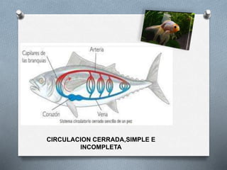 CIRCULACION CERRADA,SIMPLE E
INCOMPLETA
 