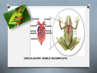 CIRCULACION DOBLE INCOMPLETA
 