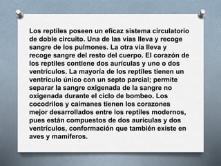 Los reptiles poseen un eficaz sistema circulatorio
de doble circuito. Una de las vías lleva y recoge
sangre de los pulmones. La otra vía lleva y
recoge sangre del resto del cuerpo. El corazón de
los reptiles contiene dos aurículas y uno o dos
ventrículos. La mayoría de los reptiles tienen un
ventrículo único con un septo parcial; permite
separar la sangre oxigenada de la sangre no
oxigenada durante el ciclo de bombeo. Los
cocodrilos y caimanes tienen los corazones
mejor desarrollados entre los reptiles modernos,
pues están compuestos de dos aurículas y dos
ventrículos, conformación que también existe en
aves y mamíferos.
 