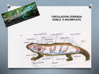 CIRCULACION CERRADA
DOBLE E INCOMPLETA
 