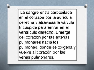 La sangre entra carboxilada
en el corazón por la aurícula
derecha y atraviesa la válvula
tricúspide para entrar en el
ventrículo derecho. Emerge
del corazón por las arterias
pulmonares hacia los
pulmones, donde se oxigena y
vuelve al corazón por las
venas pulmonares.
 