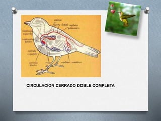 CIRCULACION CERRADO DOBLE COMPLETA
 