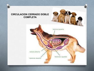 CIRCULACION CERRADO DOBLE
COMPLETA
 