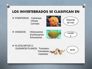 LOS INVERTEBRADOS SE CLASIFICAN EN
:
 PORIFEROS: Calcáreas
Vítreas
Corneas
 CNIADOS: Hidrozoarios
Escifozoarios
Antozoarios
 PLATELMITOS O
GUSANOS PLANOS: Turbularios
Trematodos
Cestodos
corale
s
Esponja
de mar
tenia
 