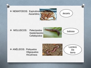  NEMATODOS: Espirulinos
Ascaridinos
 MOLUSCOS: Pelecìpodos
Gasterópodos
Cefalópodos
 ANÈLIDOS: Poliquetos
Oligoquetos
Hirudìneos
áscaris
babosa
Lombriz
De
tierra
 
