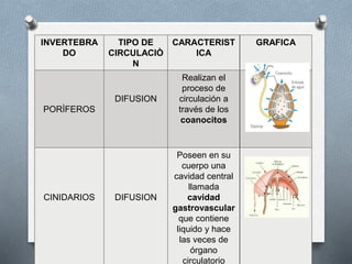 INVERTEBRA
DO
TIPO DE
CIRCULACIÒ
N
CARACTERIST
ICA
GRAFICA
PORÌFEROS
DIFUSION
Realizan el
proceso de
circulación a
través de los
coanocitos
CINIDARIOS DIFUSION
Poseen en su
cuerpo una
cavidad central
llamada
cavidad
gastrovascular
que contiene
liquido y hace
las veces de
órgano
circulatorio
 